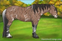 Horse Color:White Spotted Bay Ice