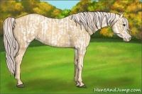 Horse Color:Chocolate Palomino Near Leopard and Gold Cream Champagne