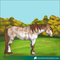Horse Color:White Spotted Red Dun Rabicano