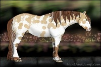 Horse Color:White Spotted Red Dun Rabicano 