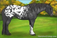 Horse Color:Black Appaloosa 