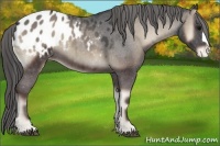 Horse Color:Blue Onyx Appaloosa 
