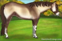 Horse Color:Red Onyx 
