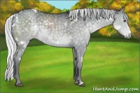 Horse Color:White Spotted Silver Grullo Chinchilla 
