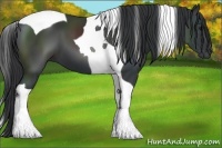 Horse Color:Black Tobiano 