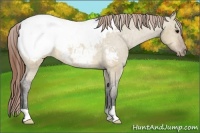 Horse Color:Brown Dun Snowcap