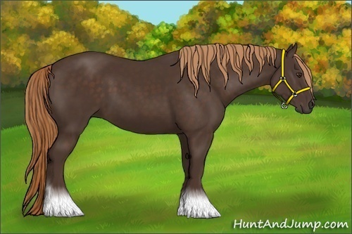 Horse Color:Liver Chestnut 