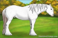 Horse Color:White Spotted Brown Appaloosa 