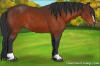 Horse Color:Brown Sabino