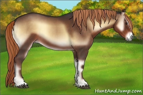 Horse Color:Liver Red Onyx Sabino 