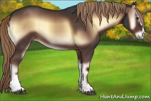 Horse Color:Liver Red Onyx Sabino 