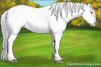 Horse Color:White Spotted Brown Chinchilla Appaloosa 