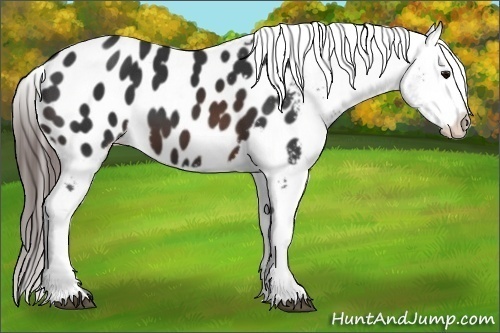 Horse Color:Brown Appaloosa