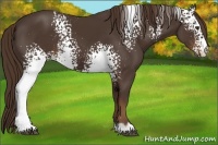 Horse Color:White Spotted Liver Chestnut
