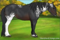 Horse Color:White Spotted Brown 