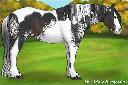 Horse Color:White Spotted Brown Splash Tobiano