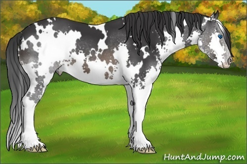 Horse Color:White Spotted Brown Splash 