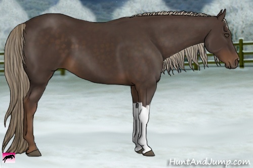 Horse Color:Liver Chestnut 