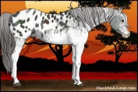 Horse Color:White Spotted Black Sabino Appaloosa Rabicano