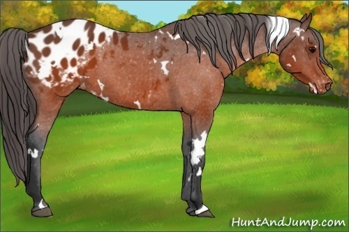 Horse Color:White Spotted Brown Appaloosa 