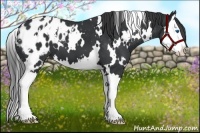 Horse Color:White Spotted Black Splash Appaloosa 