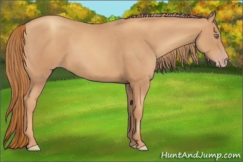 Horse Color:Gold Champagne