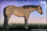 Horse Color:Bay Dun Sabino 