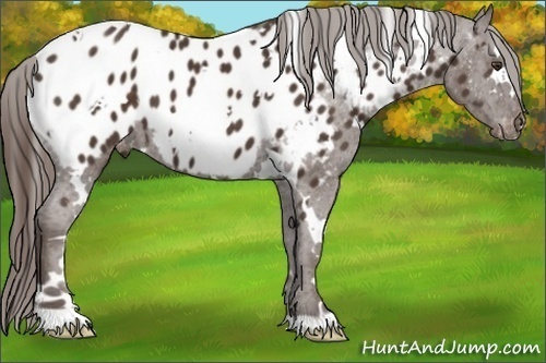 Horse Color:White Spotted Liver Chestnut Appaloosa 