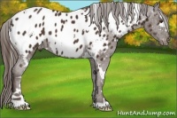 Horse Color:White Spotted Liver Chestnut Blanket 