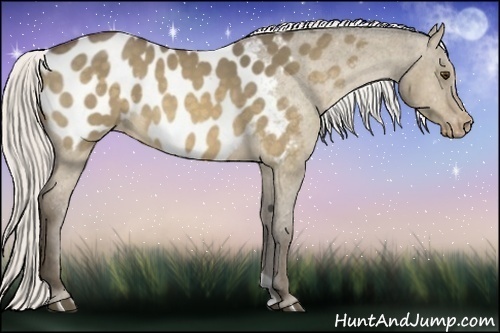 Horse Color:Silver Buckskin Dun Appaloosa