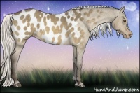 Horse Color:Silver Buckskin Dun Appaloosa 