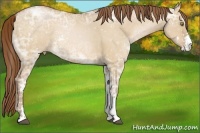 Horse Color:Bay Ice Pearl Dun Sabino