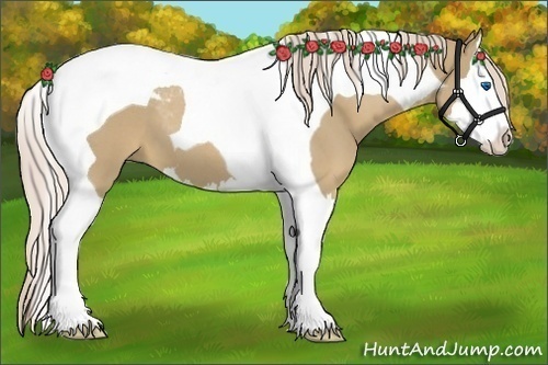 Horse Color:Palomino Roan Splash Tobiano 