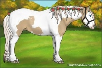 Horse Color:Palomino Roan Splash Tobiano 