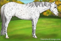 Horse Color:Brown Roan Appaloosa