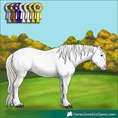 Horse Color:Chestnut Mushroom Appaloosa 