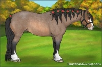 Horse Color:Buckskin Roan Sabino Rabicano