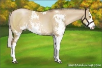 Horse Color:Silver Grullo Pearl Sabino Splash Rabicano 