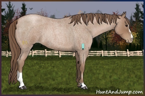 Horse Color:Blue Roan Pearl Sabino Rabicano