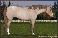 Horse Color:Blue Roan Pearl Sabino Rabicano