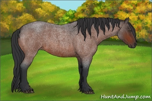 Horse Color:Bay Roan