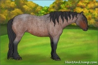 Horse Color:Bay Roan 