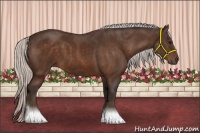 Horse Color:Silver Bay 