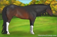 Horse Color:Brown 