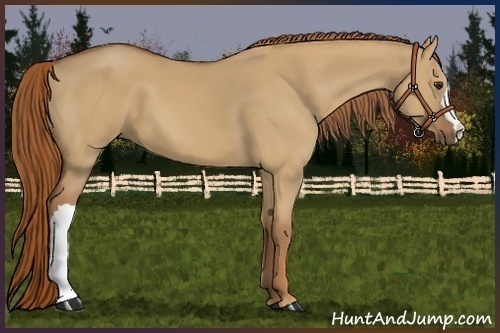 Horse Color:Red Dun 