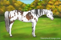 Horse Color:White Spotted Buckskin Sabino Splash  and Liver Chestnut Splash Near Leopard 
