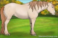 Horse Color:Buckskin Pearl 