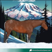 Horse Color:White Spotted Brown 
