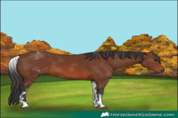 Horse Color:White Spotted Brown 