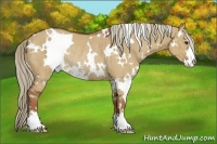 Horse Color:White Spotted Red Dun Sabino Rabicano Brindle 